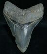 Sharp Megalodon Tooth - River Find #6068-1
